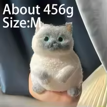 Cute squishy Cat (realistic)